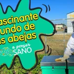 Vídeo mundo de las abejas
